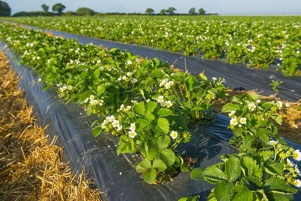 Strawberry (Fragaria sp. ) Honeoye variety, flowering plants growing under black plastic sheets in field, Norfolk
