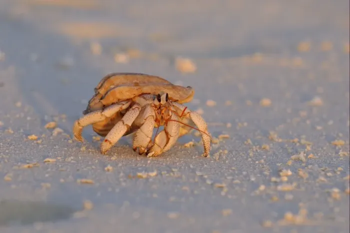 Framed Print : Strawberry Land Hermit Crab (Coenobita perlatus) adult, walking on sandy beach at sunset, Maldives, march Framed Print : Strawberry Land Hermit Crab (Coenobita perlatus) adult, walking on sandy beach at sunset, Maldives, march