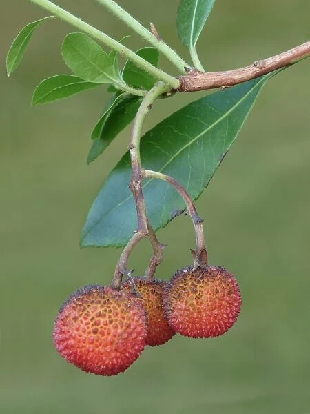 Strawberry Tree (Arbutus unedo) close-up of fruit, growing in garden, Leicestershire, England, December