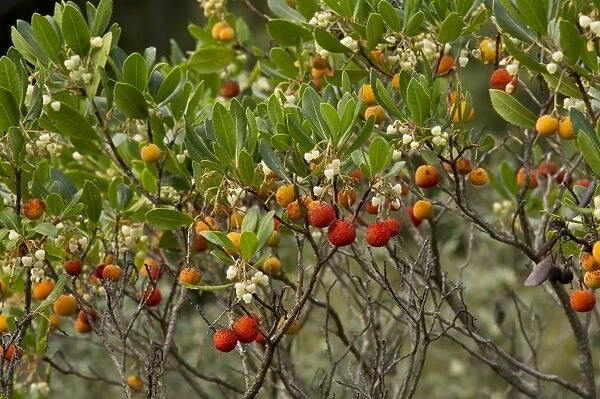 Strawberry Tree (Arbutus unedo) in flower and fruit, Southwest France, October