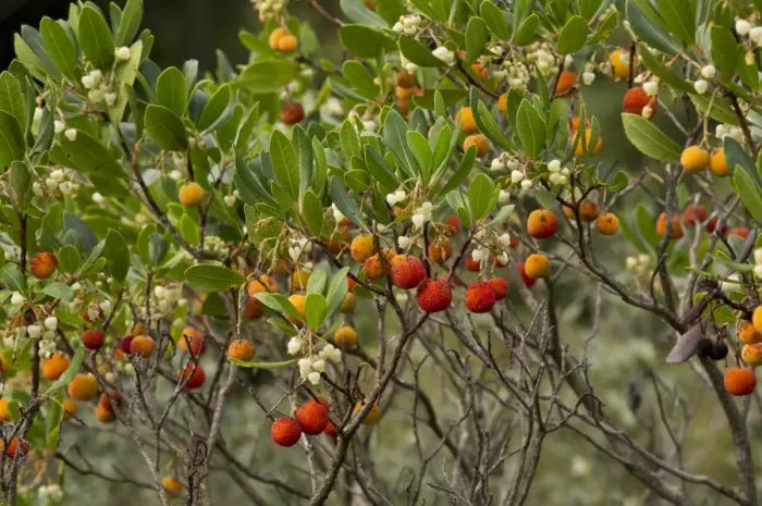 Framed Print : Strawberry Tree (Arbutus unedo) in flower and fruit, Southwest France, October Framed Print : Strawberry Tree (Arbutus unedo) in flower and fruit, Southwest France, October