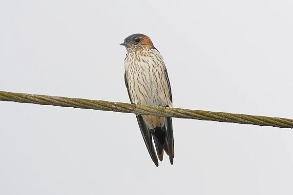 Streak-throated Swallow (Petrochelidon fluvicola) adult, perched on wire, Goa, India, March