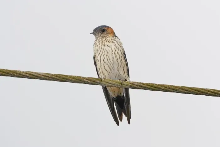 Framed Print : Streak-throated Swallow (Petrochelidon fluvicola) adult, perched on wire, Goa, India, March Framed Print : Streak-throated Swallow (Petrochelidon fluvicola) adult, perched on wire, Goa, India, March