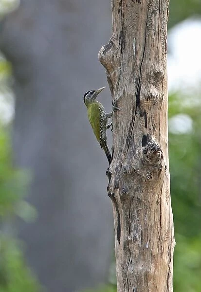 Streak-throated Woodpecker (Picus xanthopygaeus) adult female, clinging to dead tree trunk, Tmatboey, Cambodia, January