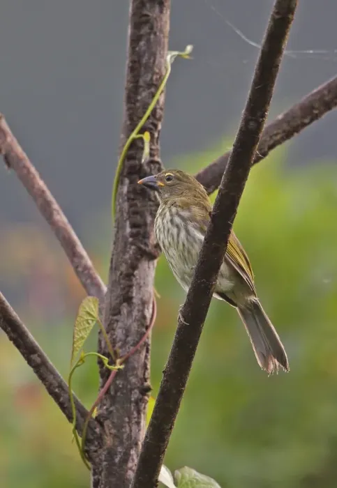 Framed Print : Streaked Saltator (Saltator striatipectus isthmicus) adult, perched on branch, Rio Indio, Panama, October Framed Print : Streaked Saltator (Saltator striatipectus isthmicus) adult, perched on branch, Rio Indio, Panama, October