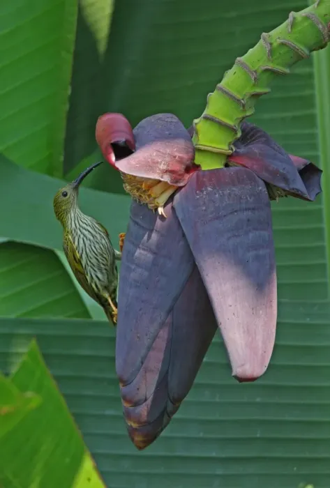 Framed Print : Streaked Spiderhunter (Arachnothera magna musarum) adult, feeding at banana flower, Kaeng Krachan N. P. Thailand, february Framed Print : Streaked Spiderhunter (Arachnothera magna musarum) adult, feeding at banana flower, Kaeng Krachan N. P. Thailand, february