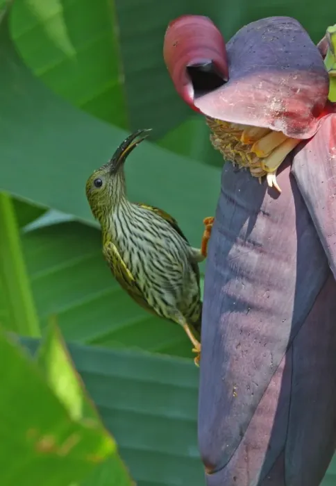 Framed Print : Streaked Spiderhunter (Arachnothera magna musarum) adult, feeding at banana flower, Kaeng Krachan N. P. Thailand, february Framed Print : Streaked Spiderhunter (Arachnothera magna musarum) adult, feeding at banana flower, Kaeng Krachan N. P. Thailand, february