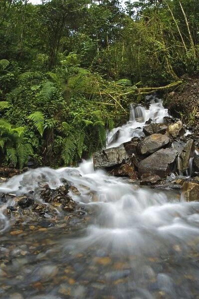 Stream with cascades in mountain rainforest habitat, Peruvian Andes, Peru