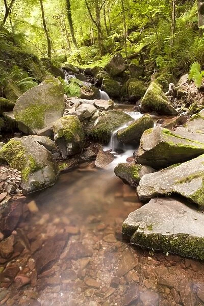 Stream cascading over rocks in woodland, East Water, Horner Wood National Nature Reserve, below Dunkery Beacon