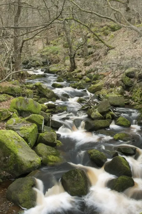 Framed Print : Stream cascading through upland wood habitat, Burbage Brook, Padley Gorge, Peak District, Derbyshire, England, march Framed Print : Stream cascading through upland wood habitat, Burbage Brook, Padley Gorge, Peak District, Derbyshire, England, march