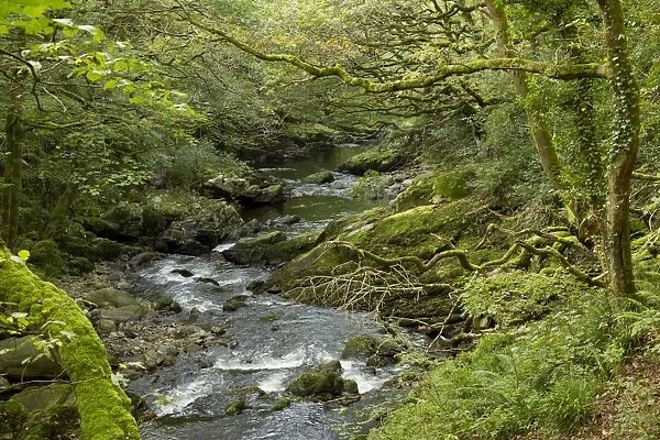 Stream flowing through deciduous woodland habitat, East Lyn River Valley, Exmoor N. P. Devon, England, October