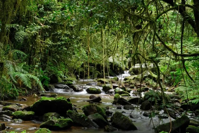 Framed Print : Stream in rainforest habitat, Ranomafana N. P. Eastern Madagascar, august Framed Print : Stream in rainforest habitat, Ranomafana N. P. Eastern Madagascar, august