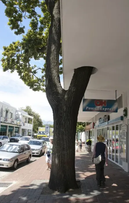 Framed Print : Street tree growing through building in town, Stellenbosch, Western Cape, South Africa Framed Print : Street tree growing through building in town, Stellenbosch, Western Cape, South Africa