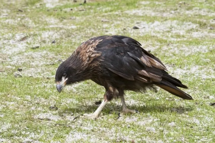 Framed Print : Striated Caracara (Phalcoboenus australis) adult, walking on ground, West Point Island, Falkland Islands, January Framed Print : Striated Caracara (Phalcoboenus australis) adult, walking on ground, West Point Island, Falkland Islands, January