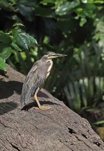 Striated Heron (Butorides striata atricapilla) adult, standing on log in forest pool, Ankasa Reserve, February
