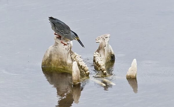 Striated Heron (Butorides striatus) adult, feeding from Hippopotamus (Hippopotamus amphibius) skull in water