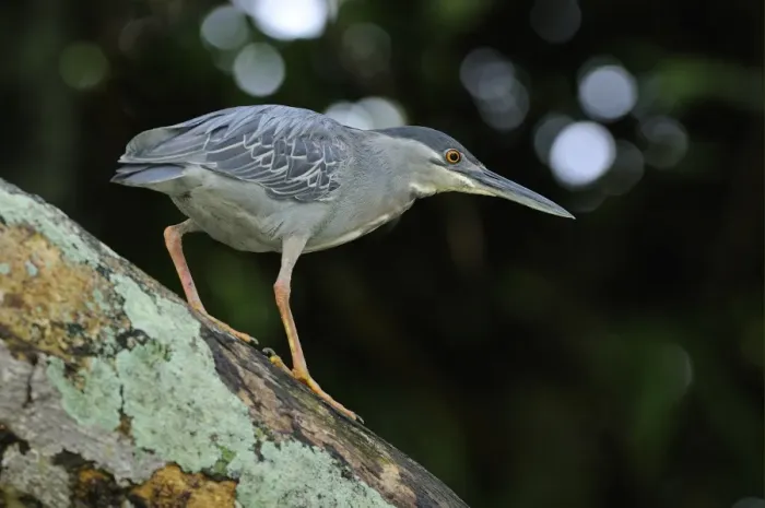 Framed Print : Striated Heron (Butorides striatus) adult, walking on tree trunk, Georgetown, Guyana