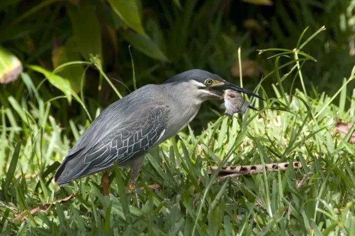 Framed Print : Striated Heron (Butorides striatus javanicus) adult, feeding on fish in botanical gardens, Pamplemousses Botanical Gardens, Pamplemousses, Mauritius Framed Print : Striated Heron (Butorides striatus javanicus) adult, feeding on fish in botanical gardens, Pamplemousses Botanical Gardens, Pamplemousses, Mauritius