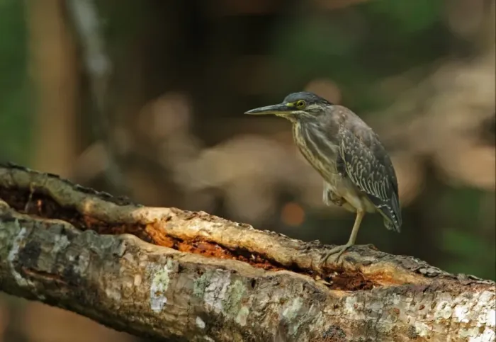 Framed Print : Striated Heron (Butorides striatus javanicus) immature, standing on fallen tree trunk, Ban Nai Chong, Thailand, february Framed Print : Striated Heron (Butorides striatus javanicus) immature, standing on fallen tree trunk, Ban Nai Chong, Thailand, february
