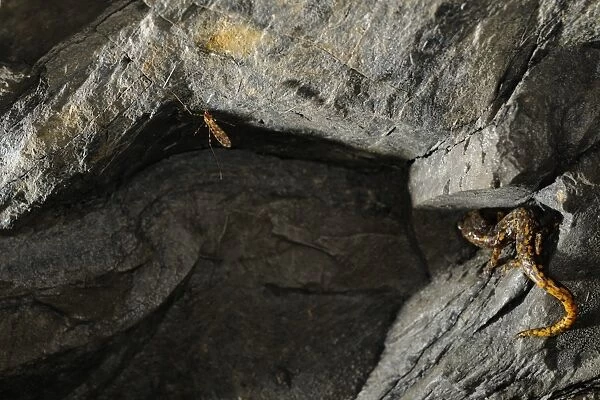 Strinati's Cave Salamander (Speleomantes strinatii) adult, hunting, approaching cave mosquito in cave, Italy, june