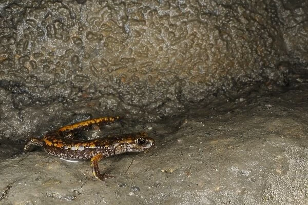 Strinatis Cave Salamander (Speleomantes strinatii) adult, standing on wet rock in cave, Italy, june