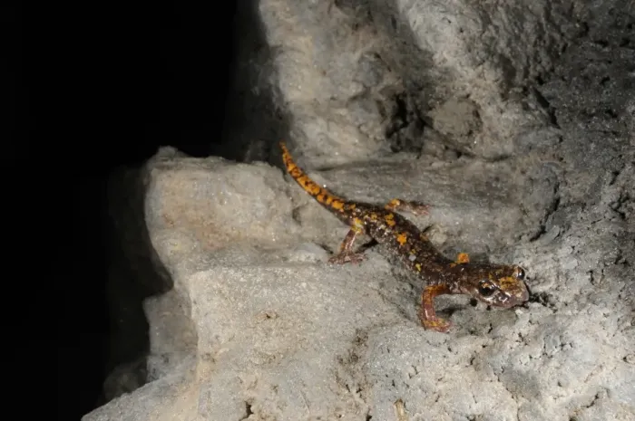 Framed Print : Strinati's Cave Salamander (Speleomantes strinatii) adult, emerging from darkness at entrance of cave, Italy, july