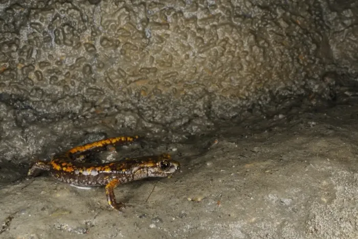 Framed Print : Strinatis Cave Salamander (Speleomantes strinatii) adult, standing on wet rock in cave, Italy, june