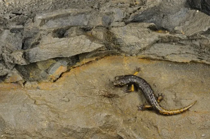 Framed Print : Strinati's Cave Salamander (Speleomantes strinatii) young, feeding on cave mosquito in cave, Italy, june