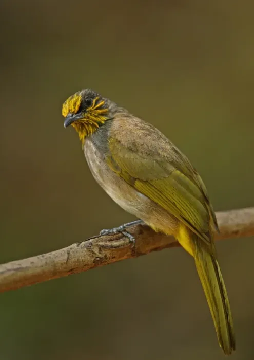 Framed Print : Stripe-throated Bulbul (Pycnonotus finlaysoni eous) adult, perched on branch, Kaeng Krachan N. P. Thailand, january Framed Print : Stripe-throated Bulbul (Pycnonotus finlaysoni eous) adult, perched on branch, Kaeng Krachan N. P. Thailand, january