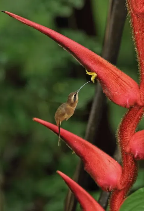 Framed Print : Stripe-throated Hermit (Phaethornis striigularis saturatus) adult, in flight, hovering and feeding at heliconia flower Framed Print : Stripe-throated Hermit (Phaethornis striigularis saturatus) adult, in flight, hovering and feeding at heliconia flower