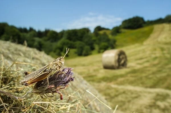 Stripe-winged Grasshopper (Stenobothrus lineatus) adult, resting on round hay bale in cut meadowland habitat