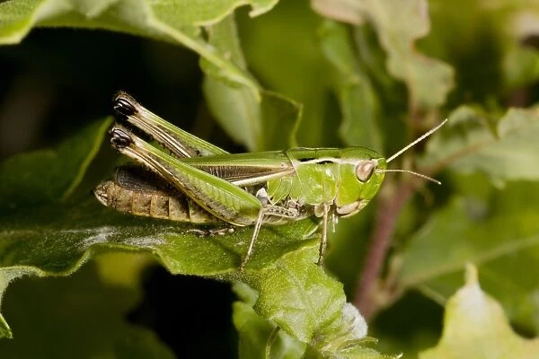 Stripe-winged Grasshopper (Stenobothrus lineatus) adult female, resting on leaf in dry grassland, France, August