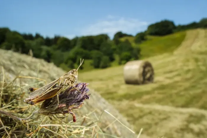Framed Print : Stripe-winged Grasshopper (Stenobothrus lineatus) adult, resting on round hay bale in cut meadowland habitat Framed Print : Stripe-winged Grasshopper (Stenobothrus lineatus) adult, resting on round hay bale in cut meadowland habitat