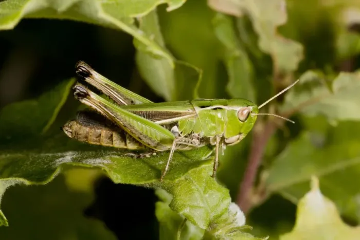 Framed Print : Stripe-winged Grasshopper (Stenobothrus lineatus) adult female, resting on leaf in dry grassland, France, August Framed Print : Stripe-winged Grasshopper (Stenobothrus lineatus) adult female, resting on leaf in dry grassland, France, August
