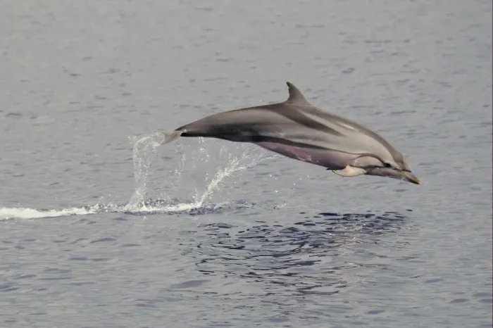Framed Print : Striped Dolphin (Stenella coeruleoalba) adult, leaping out of water, Maldives, march Framed Print : Striped Dolphin (Stenella coeruleoalba) adult, leaping out of water, Maldives, march
