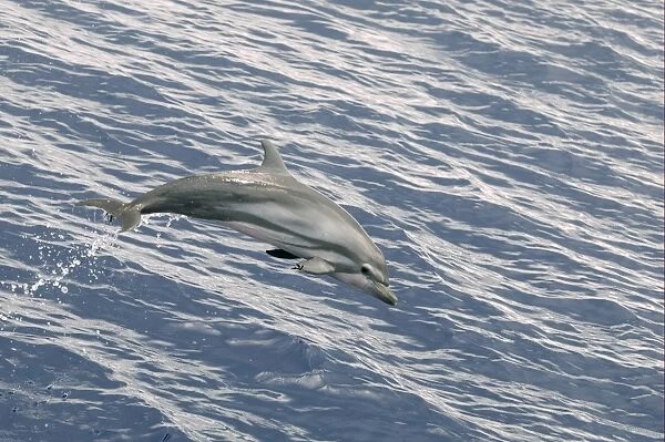 Striped Dolphin (Stenella coeruleoalba) adult, with damaged flipper, leaping out of water, Maldives, march