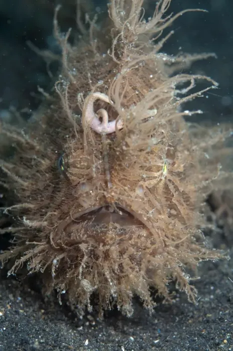 Framed Print : Striped Frogfish (Antennarius striatus) adult, resting on black sand, Lembeh Straits, Sulawesi, Sunda Islands