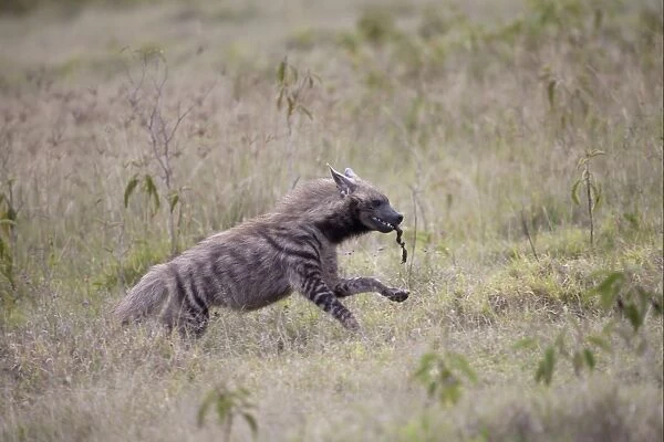 Striped Hyena (Hyaena hyaena) adult, running with food in mouth, Lake Nakuru N. P. Great Rift Valley, Kenya, August