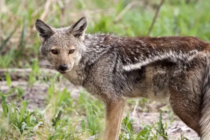 Framed Print : Side striped Jacket - A shy and retiring jackal who#s side stripe is rather cryptic and nondescript Framed Print : Side striped Jacket - A shy and retiring jackal who#s side stripe is rather cryptic and nondescript