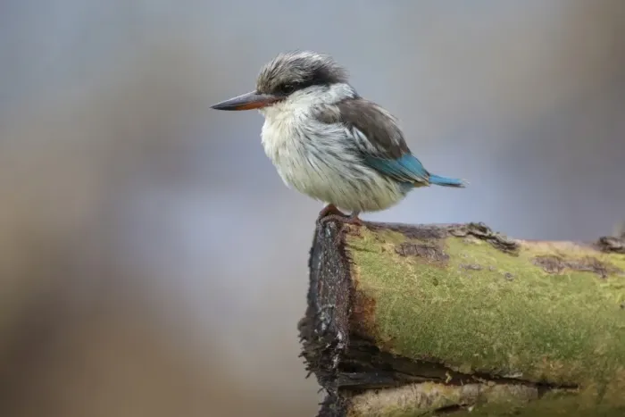 Framed Print : Striped Kingfisher (Halcyon chelicuti) adult, perched on log, Lake Nakuru N. P. Great Rift Valley, Kenya, August