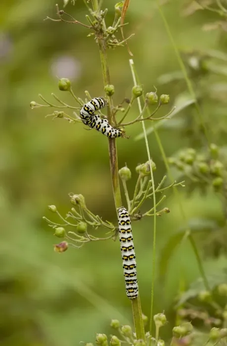 Framed Print : Striped Lychnis Moth (Shargacucullia lychnitis) two caterpillars, feeding on figwort, Pontic Mountains, Anatolia Framed Print : Striped Lychnis Moth (Shargacucullia lychnitis) two caterpillars, feeding on figwort, Pontic Mountains, Anatolia