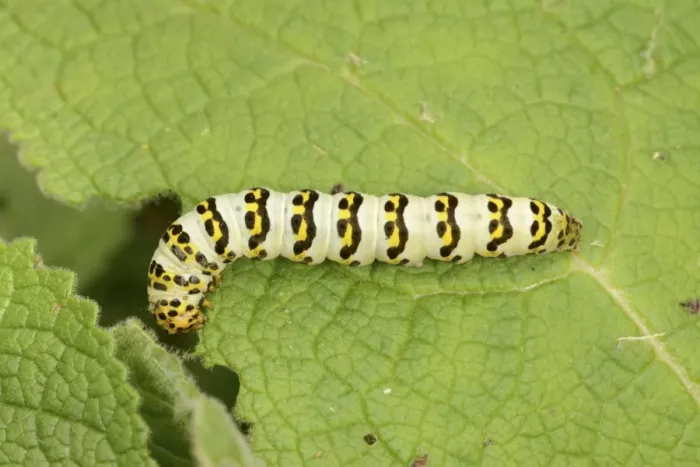 Framed Print : Striped Lychnis Moth (Shargacucullia lychnitis) larva, feeding on mullein leaf, Oxfordshire, England, August Framed Print : Striped Lychnis Moth (Shargacucullia lychnitis) larva, feeding on mullein leaf, Oxfordshire, England, August