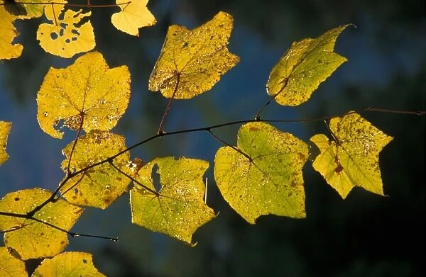 Striped Maple (Acer pensylvanicum) Backlit in Fall / Autumn colour - Appalachians USA