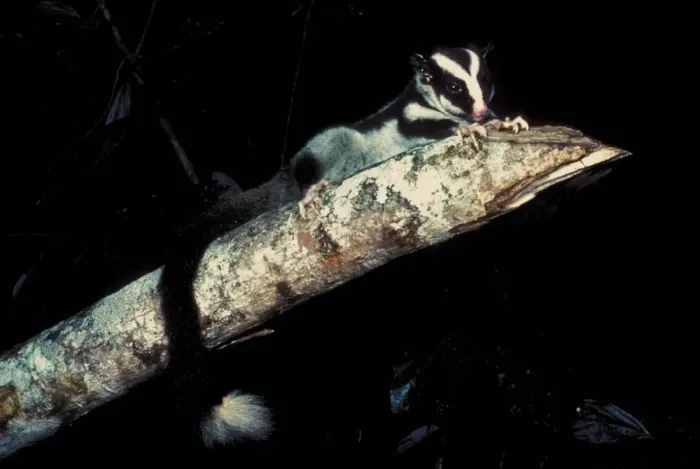 Framed Print : Striped Possum (Dactylopsila trivirgata) adult, on branch in upland rainforest at night, Northeast Queensland