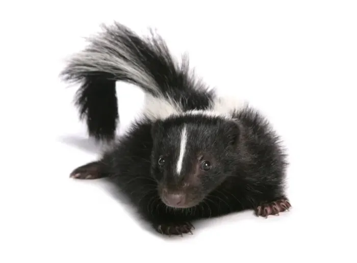Framed Print : Striped Skunk (Mephitis mephitis) baby Framed Print : Striped Skunk (Mephitis mephitis) baby