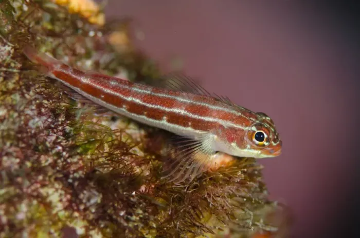 Framed Print : Striped Triplefin (Helcogramma striatum) adult, Tatawa Kecil, between Komodo and Flores Islands, Komodo N. P