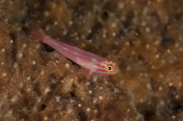 Framed Print : Stripedhead Dwarfgoby (Trimma striatum) adult, Lembeh Straits, Sulawesi, Greater Sunda Islands, Indonesia, October Framed Print : Stripedhead Dwarfgoby (Trimma striatum) adult, Lembeh Straits, Sulawesi, Greater Sunda Islands, Indonesia, October
