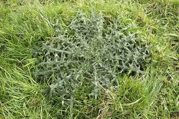 Strong spear thistle, Cirsium vulgare, leaf rosette in grass pastureland