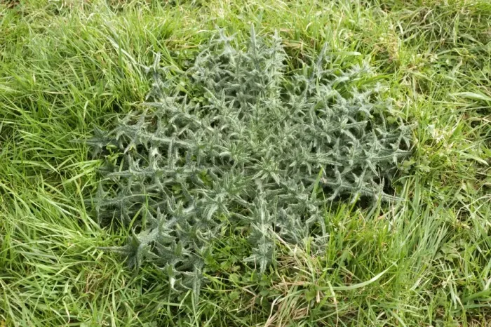 Framed Print : Strong spear thistle, Cirsium vulgare, leaf rosette in grass pastureland Framed Print : Strong spear thistle, Cirsium vulgare, leaf rosette in grass pastureland