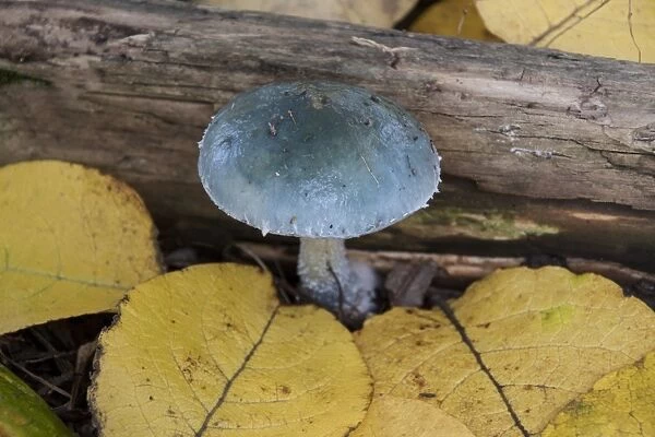 Stropharia aeruginosa, commonly known as the verdigris agaric. At first it is a vivid blue / green